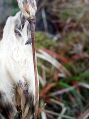 Eriophorum angustifolium