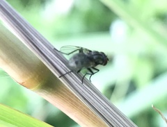Muscoidea