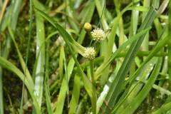 Sparganium eurycarpum