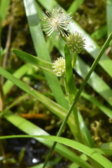 Sparganium eurycarpum