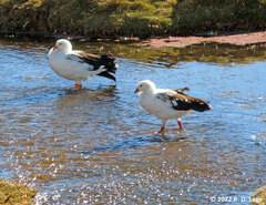 Oressochen melanopterus