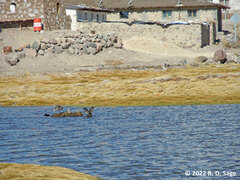 Oressochen melanopterus
