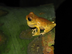 Dendropsophus parviceps
