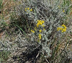 Tetradymia canescens