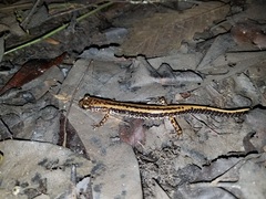 Eurycea guttolineata