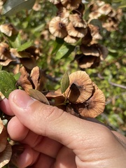 Paliurus spina-christi