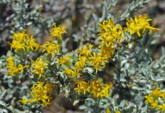 Tetradymia canescens