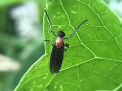 Plecia nearctica