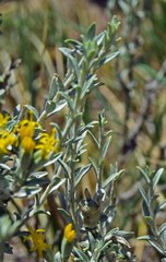 Tetradymia canescens
