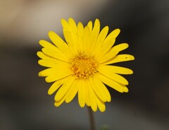 Heterotheca inuloides