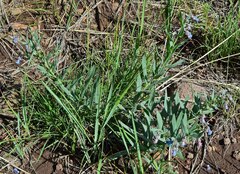 Mertensia lanceolata