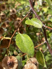 Paliurus spina-christi