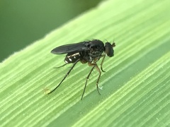 Dolichopodinae