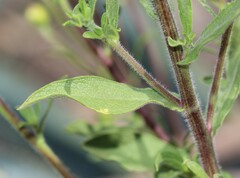 Heterotheca inuloides