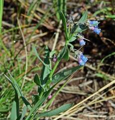 Mertensia lanceolata