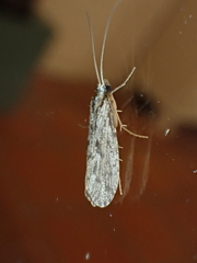 Polycentropodidae