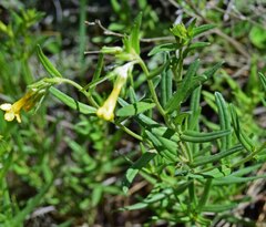 Lithospermum multiflorum