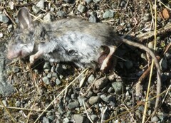 Peromyscus sonoriensis