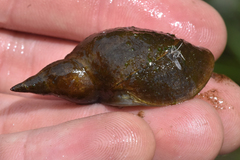 Lymnaea stagnalis