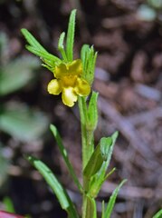 Lithospermum multiflorum