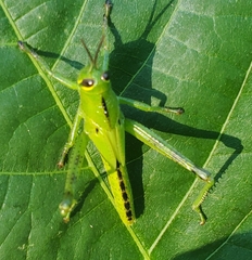 Cyrtacanthacridini