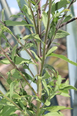 Heterotheca inuloides