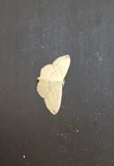 Scopula umbilicata