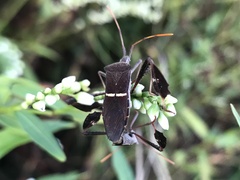 Leptoglossus phyllopus