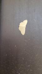 Scopula umbilicata