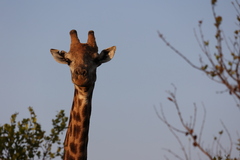 Giraffa camelopardalis giraffa