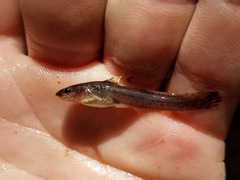 Noturus leptacanthus