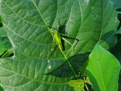 Cyrtacanthacridini
