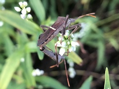 Leptoglossus phyllopus