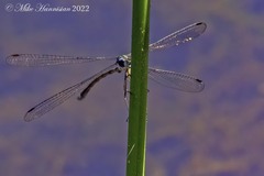 Lestes