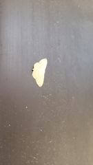 Scopula umbilicata
