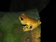 Dendropsophus parviceps