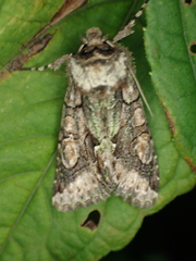 Allophyes oxyacanthae