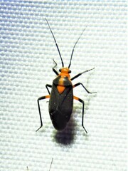 Prepops rubrovittatus