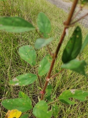 Desmodium tortuosum