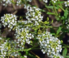 Lepidium montanum