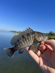 Centropristis striata