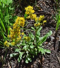 Solidago simplex