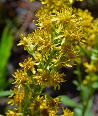 Solidago simplex