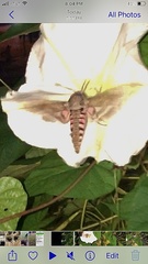 Agrius cingulata