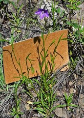 Campanula parryi