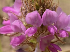 Uraria lagopodioides