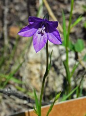 Campanula parryi