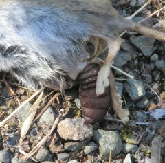 Peromyscus sonoriensis