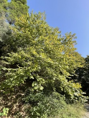 Platanus orientalis