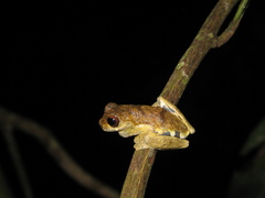 Dendropsophus parviceps